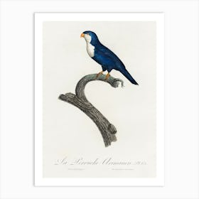 The Arimanon Parakeet From Natural History Of Parrots, Francois Levaillant Art Print