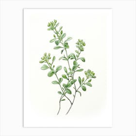 Thyme Vintage Botanical Herbs 5 Art Print