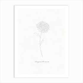 Chrysanthemum Line Drawing Art Print