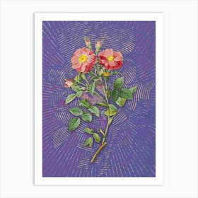 Vintage Queen Elizabeth's Sweetbriar Rose Botanical Illustration on Veri Peri n.0667 Art Print