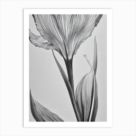 Iris B&W Pencil 3 Flower Art Print