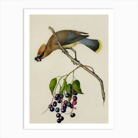 Waxwing Art Print