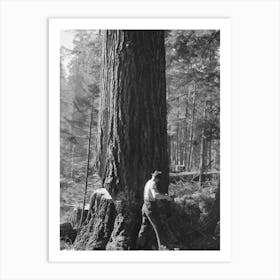 One Of The Two Fallers Who Saw Down Trees, Long Bell Lumber Company, Cowlitz County, Washington By Russell Art Print