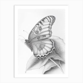 Comma Butterfly Greyscale Sketch 2 Art Print