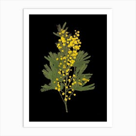 Mimosa Art Print