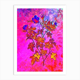 Pink Flowering Rosebush Botanical in Acid Neon Pink Green and Blue n.0240 Art Print