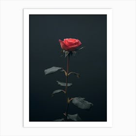 Single Rose On Black Background 17 Art Print