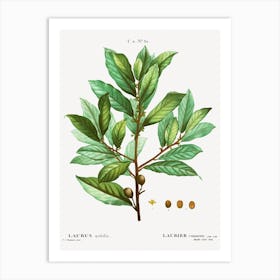 Bay Laurel, Pierre Joseph Redoute Art Print