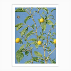 Lemon tree Vintage 2 Botanical Art Print