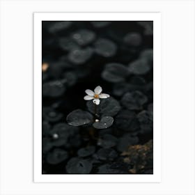 Single Flower In Water 15 Art Print