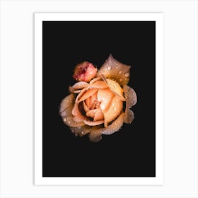 Water Drops On A Rose Art Print