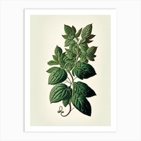 Oregano Leaf Vintage Botanical 2 Art Print