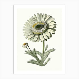 Oxeye Daisy Wildflower Vintage Botanical Art Print