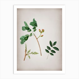 Vintage Pistachio Botanical on Parchment n.0594 Art Print