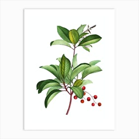 Vintage Greek Strawberry Tree Botanical Illustration on Pure White Art Print