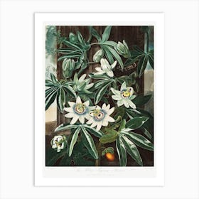 The Passiflora Cerulea From The Temple Of Flora (1807), Robert John Thornton Art Print