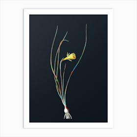 Vintage Daffodil Botanical Watercolor Illustration on Dark Teal Blue n.0612 Art Print