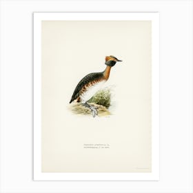 Horned Grebe In Spring, The Von Wright Brothers Art Print