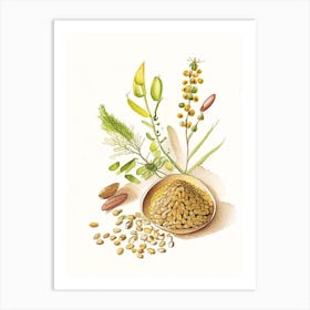 Fenugreek Seed Spices And Herbs Pencil Illustration 1 Art Print