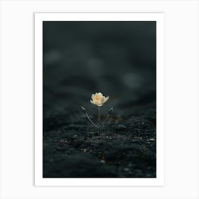 Single Flower On A Rock 5 Art Print