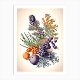 Juniper Berries Spices And Herbs Retro Drawing 2 Art Print