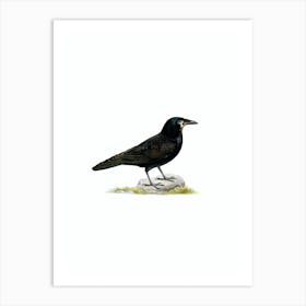 Vintage Rook Bird Illustration on Pure White n.0149 Art Print