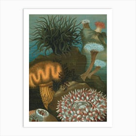 Vintage Painting Sea Urchins Art Print