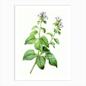 Catnip Vintage Botanical Herbs 1 Art Print