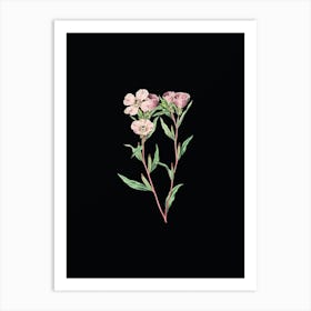 Vintage Pale Corona Amaryllis Botanical Illustration on Solid Black Art Print