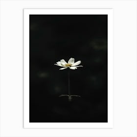 Single White Daisy 5 Art Print