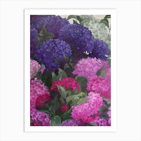 Hydrangeas 2 Art Print