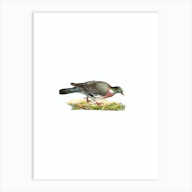 Vintage Common Wood Pigeon Bird Illustration on Pure White n.0208 Art Print