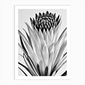 Proteas B&W Pencil 4 Flower Art Print