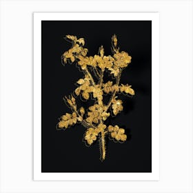 Vintage Prickly Sweetbriar Rose Botanical in Gold on Black n.0026 Art Print