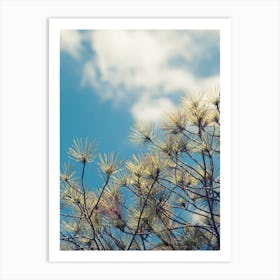 Pine in the sunshine Art Print