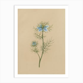 Fennel Flower Art Print