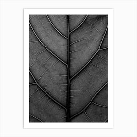 Black Leaf Fiddle Leaf Fig Tree Art Print