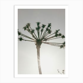 Dried Plant_2251399 Art Print