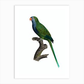 Vintage Monk Parakeet Quaker Parrot Bird Illustration on Pure White Art Print