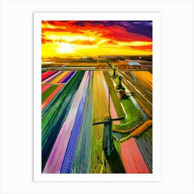 Coloured Tulip Fields Blooming During Springtime At Sunrise In The Netherlands Art Print