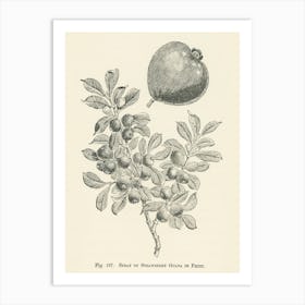 Vintage Illustration Of Strawberry Guava, John Wright Art Print