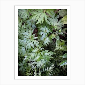 Ferns Art Print