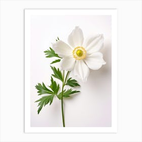 Pressed Wildflower Botanical Art Wood Anemone 1 Art Print