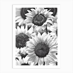 Sunflower B&W Pencil 1 Flower Art Print