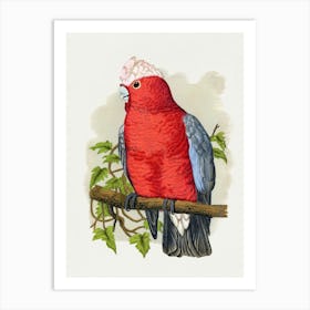 Cockatoo 8 Art Print