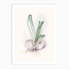 Garlic Herb Minimalist Watercolour 1 Art Print