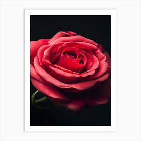 Red Rose 27 Art Print