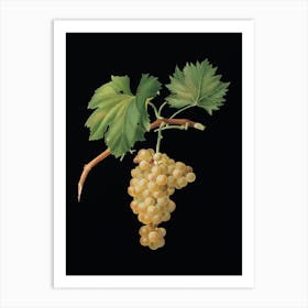 Vintage Grape Vine Botanical Illustration on Solid Black n.0143 Art Print