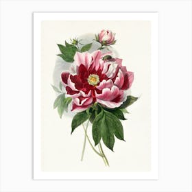 Peony 6 Art Print