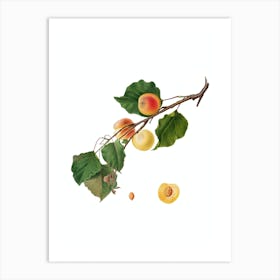 Vintage Peach Botanical Illustration on Pure White n.0766 Art Print